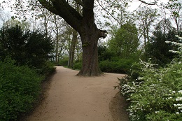 KoMex geel Noorderplantsoen Groningen